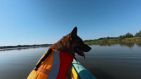 German shepherd in a life jacket rides at the front of a kayak on calm water Stock Footage 344817139