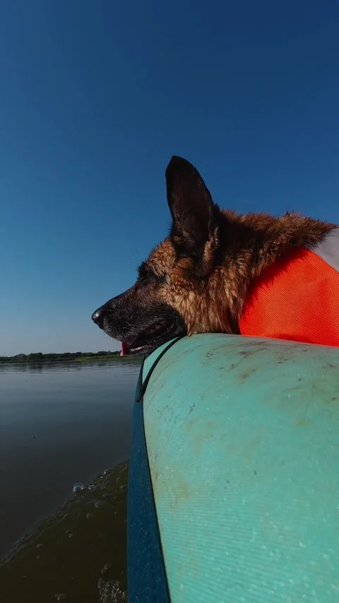 German shepherd in a life jacket rides at the front of a kayak on calm water Stock Footage 344817210