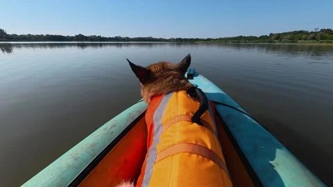 German shepherd in a life jacket rides at the front of a kayak on calm water Stock Footage 344817310