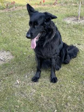 German Shepherd Looking Down While Seated Stock Photos