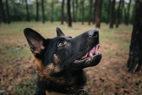 German Shepherd looking up during training session in the forest Stock Photos