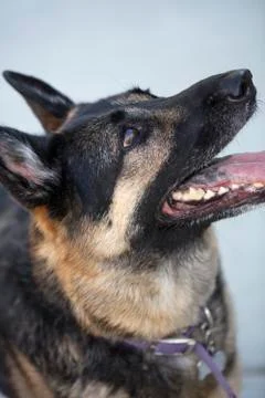 German Shepherd looking at trainer for commands Stock Photos