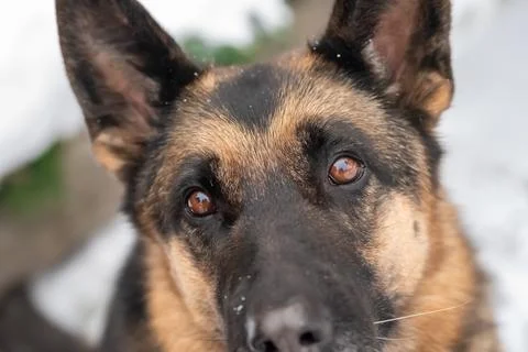 The German Shepherd looks at the owner with devotion in his eyes Stock Photos
