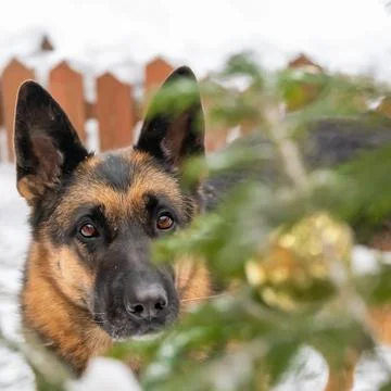 The German Shepherd looks at the owner with devotion in his eyes Stock Photos