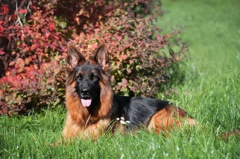 German Shepherd Lying Among Red Autumn Foliage Stock Photos