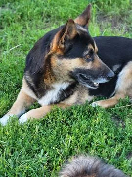 German Shepherd lying and looking into the distance Stock Photos