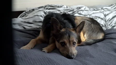 The german shepherd is lying on the bed 스톡 동영상 155163921