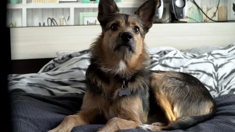 The german shepherd is lying on the bed 库存影片 155164750