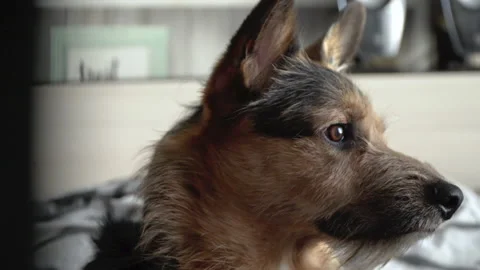 The german shepherd is lying on the bed 库存影片 155245451