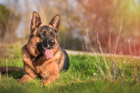 German shepherd lying with copyspace Stock Photos