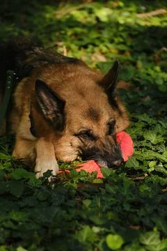 German Shepherd lying down on green grass with a red ring toy under its head. Foto stock