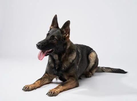German Shepherd lying down playfully Stock Photos