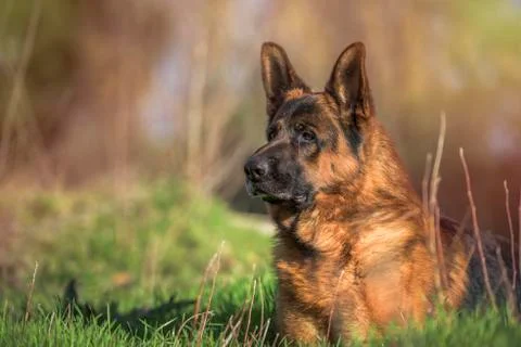 German shepherd lying in the field with copyspace Stock Photos
