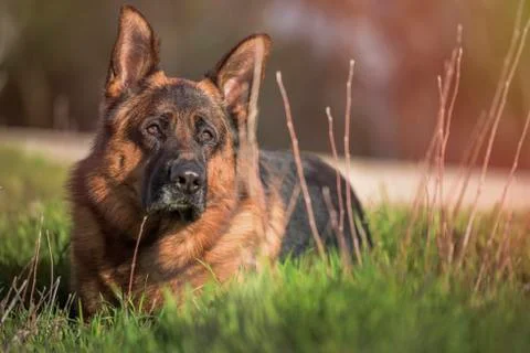 German shepherd lying in the field. Stock Photos