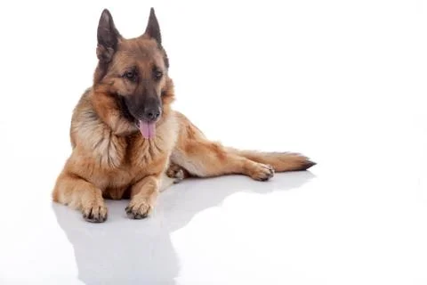 German Shepherd lying on the floor Stock Photos