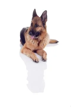 German Shepherd lying on the floor Stock Photos