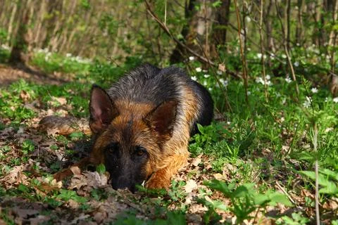 German shepherd lying in the forest Stock-Fotos