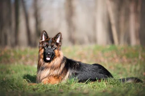 German Shepherd lying on grass in autumn park Stock Photos
