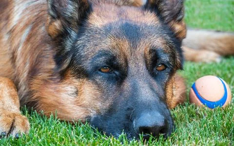 German Shepherd  that is lying on the grass next to a small ball Stock Photos