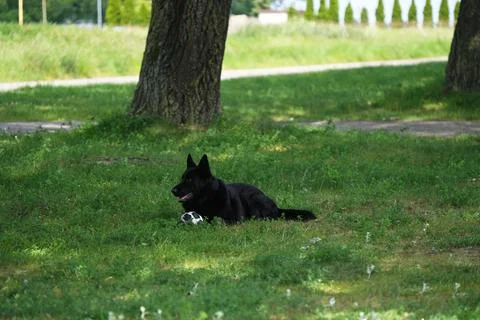 German shepherd lying in the grass next to the ball. Stock Photos