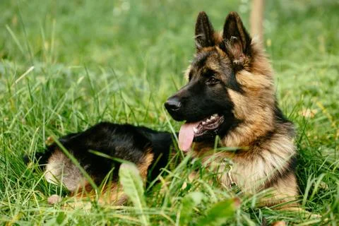 German Shepherd lying on grass Stock Photos