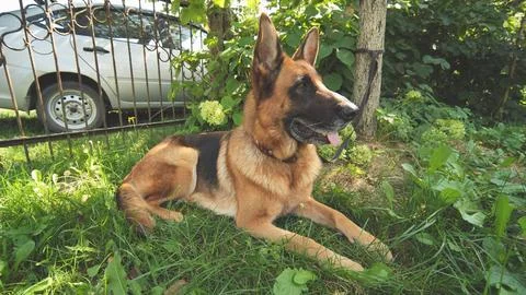 A German shepherd lying on the grass. Stock Photos