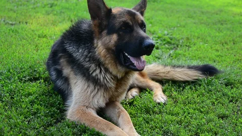 German Shepherd is lying on the green grass sticking out his tongue Stock Footage 92920961