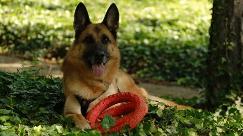 German Shepherd lying on green grass beside rubber toys, looking straight at Stock Footage 327232030