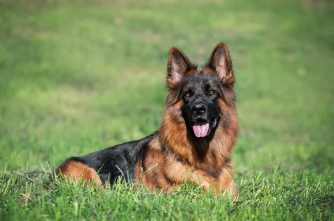 German Shepherd lying on green grass in a park Stock Photos
