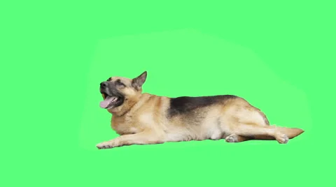 German shepherd lying on  green screen Stock Footage 65392133