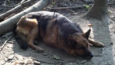 German Shepherd lying on the ground. Stock Footage 285381601