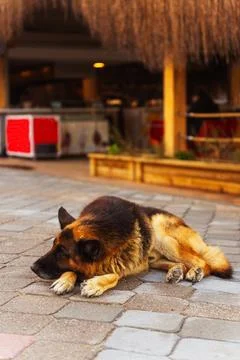 A German shepherd is lying on the ground in front of a restaurant Stock Photos