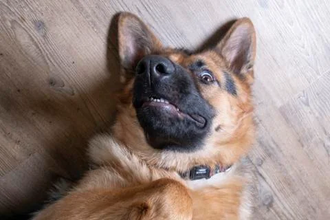 German shepherd is lying on his back and looking straight in the camera Stock Photos