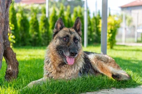 German Shepherd lying on the lawn Stock Photos