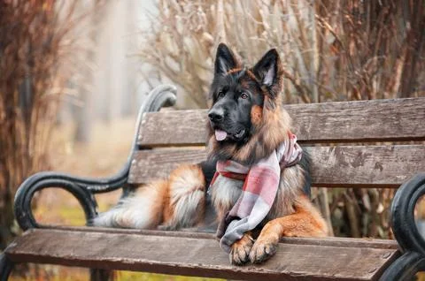 German Shepherd lying on a park bench Stock Photos