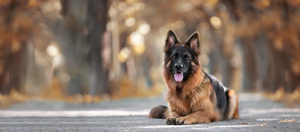 German Shepherd lying on a park path panoramic banner with copy space Stock Photos