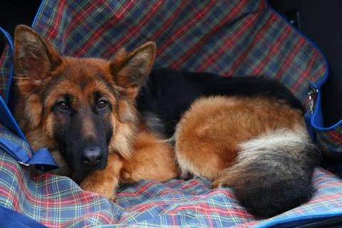 German Shepherd lying in the trunk Stock-Fotos