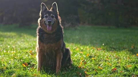 A German Shepherd in morning light, each breath a cloud of mist, against th.. Stock-Footage 256001071