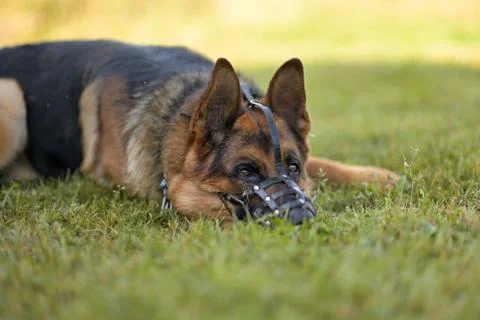 German shepherd muzzled lying on the grass, black and brown color Stock Photos