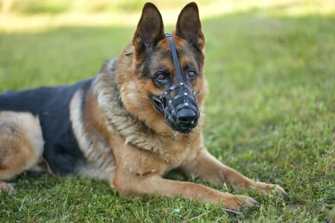 German shepherd muzzled lying on the grass, black and brown color Stock Photos