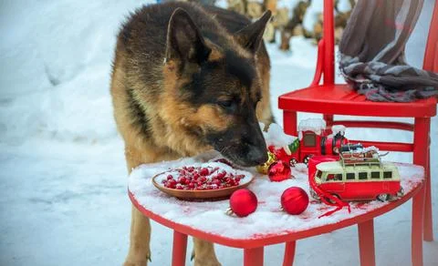 German shepherd near the red table in front of the entrance to the house. Stock Photos