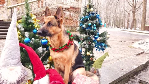 A German shepherd with New Year's balls in his teeth Stock Footage 276479938