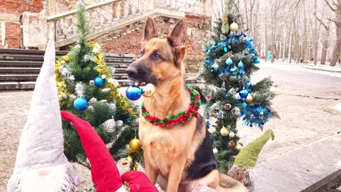A German shepherd with New Year's balls in his teeth Stock Footage 276479949