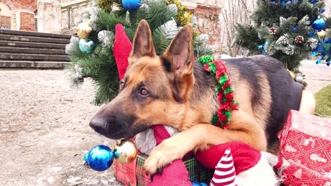 A German shepherd with New Year's balls in his teeth Stock Footage 276479970