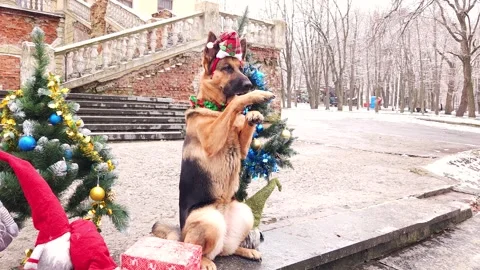 A German shepherd in a New Year's checkered cap Stock Footage 276479919