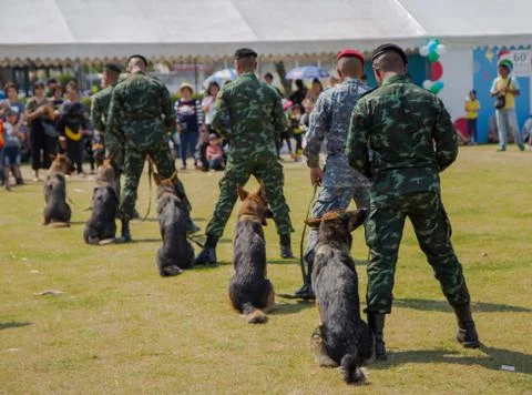 German Shepherd obedience training Stock Photos