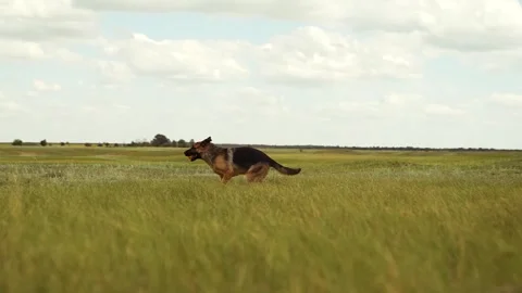 German Shepherd outdoor playtime, Determined dog catching ball, Athletic Stock Footage 314289693