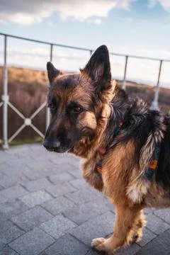 German Shepherd in the park looking at camera in a windy weather outdoors Stock Photos