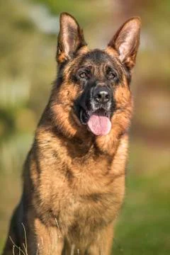 German shepherd in park. Stock Photos