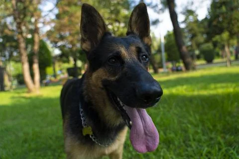German shepherd in the park 스톡 사진